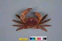 藏品(司氏酋婦蟹)的圖片